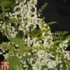 Prunus Padus 'Le Thoureil' -EcoFlora Sales Shop PRUN TKA2119 A