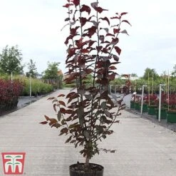 Prunus Cerasifera 'Nigra' -EcoFlora Sales Shop PRUN TKA3384 A
