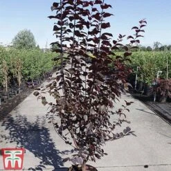 Prunus Cerasifera 'Nigra' -EcoFlora Sales Shop PRUN TKA3384 B
