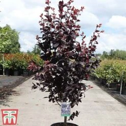 Prunus Cerasifera 'Nigra' -EcoFlora Sales Shop PRUN TKA3384 C
