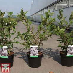 Prunus Nipponica Var. Kurilensis 'Ruby' -EcoFlora Sales Shop PRUN TKA3396 A