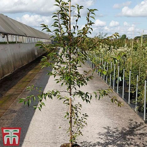 Prunus X Incam 'Okamé' 3 Prunus X Incam 'Okamé' - Image 2