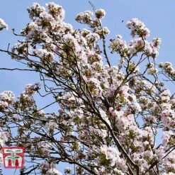 Prunus 'Amanogawa' -EcoFlora Sales Shop PRUN t45446 A1