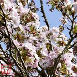 Prunus 'Amanogawa' -EcoFlora Sales Shop PRUN t45446 B1