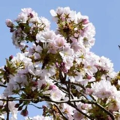 Prunus 'Amanogawa' -EcoFlora Sales Shop PRUN t45446 NOW1