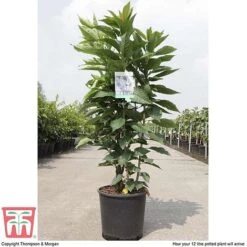 Prunus 'Amanogawa' -EcoFlora Sales Shop PRUN tka3400 A