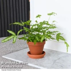 Nurseryman's Choice Indoor Fern Mix -EcoFlora Sales Shop PTER ALBOLINEA T43606