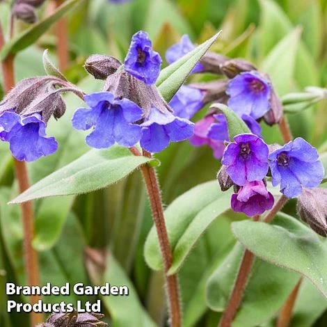 Pulmonaria 'Blue Ensign' 3 Pulmonaria 'Blue Ensign'