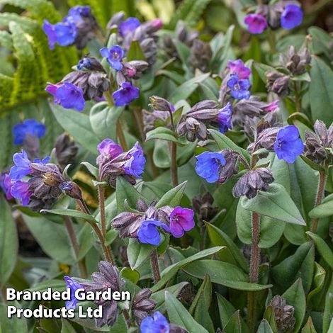 Pulmonaria 'Blue Ensign' 4 Pulmonaria 'Blue Ensign' - Image 2