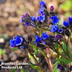 Pulmonaria 'Blue Ensign' 7 Pulmonaria 'Blue Ensign' -EcoFlora Sales Shop PULM T62252 C
