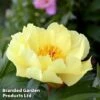 Peony 'Going Bananas' -EcoFlora Sales Shop PeonyBananas