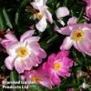 Peony 'Sonoma Blessing' -EcoFlora Sales Shop PeonyBlessing
