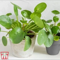 Chinese Money Plant 11 Chinese Money Plant -EcoFlora Sales Shop Pil