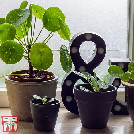 Chinese Money Plant 4 Chinese Money Plant - Image 2