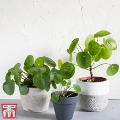 Chinese Money Plant 15 Chinese Money Plant -EcoFlora Sales Shop Pileo1