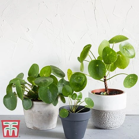 Chinese Money Plant 9 Chinese Money Plant - Image 7