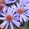Aster Novi-belgii 'Professor Anton Kippenberg'