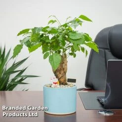 Radermachera Sinica Bonsai Form -EcoFlora Sales Shop RADE SINBONSAI B