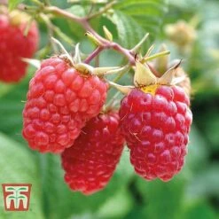 Raspberry Full Season Collection British Bred -EcoFlora Sales Shop RASP CWW3211 C
