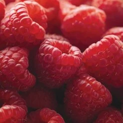 Raspberry Full Season Collection British Bred -EcoFlora Sales Shop RASP CWW3211 D