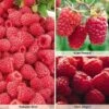Raspberry Full Season Collection British Bred -EcoFlora Sales Shop RASP CWW3211B A h