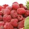 Raspberry 'Tulameen' (Late Summer Fruiting) -EcoFlora Sales Shop RASP CWW3539 A h