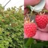 Raspberry 'Glen Fyne' (Summer Fruiting) -EcoFlora Sales Shop RASP CWW3574 A h