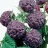 Raspberry 'Glen Coe' (Summer Fruiting) -EcoFlora Sales Shop RASP T14153 A h