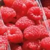 Raspberry 'Sugana' 2 Raspberry 'Sugana' -EcoFlora Sales Shop RASP T65353P A h