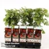 Japanese Wineberry 1 Japanese Wineberry -EcoFlora Sales Shop RASP PHOENICOL S48992