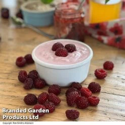 Rubus 'Hararasp' (Raspberry Tree) -EcoFlora Sales Shop RASP TREERASPB H43103