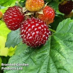 Rubus 'Hararasp' (Raspberry Tree) -EcoFlora Sales Shop RASP TREERASPB H43986