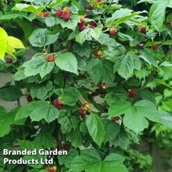 Rubus 'Hararasp' (Raspberry Tree) -EcoFlora Sales Shop RASP TREERASPB H43989