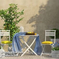 Rubus 'Hararasp' (Raspberry Tree) -EcoFlora Sales Shop RASP TREERASPB H44901