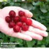 Rubus 'Hararasp' (Raspberry Tree) -EcoFlora Sales Shop RASP TREE T41043
