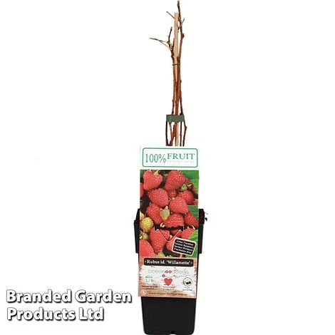 Raspberry 'Willamette' (Summer Fruiting) 3 Raspberry 'Willamette' (Summer Fruiting)