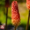 Red Hot Poker 'Redhot Popsicle' -EcoFlora Sales Shop REDH 09668 A1