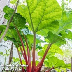 Rhubarb Taster's Collection -EcoFlora Sales Shop RHUB KC4676 C