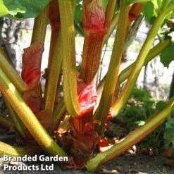 Rhubarb Taster's Collection -EcoFlora Sales Shop RHUB KC4676 D