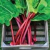 Rhubarb 'Raspberry Red' (Autumn Planting) -EcoFlora Sales Shop RHUB T15075 A h