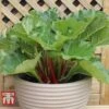 Rhubarb 'Sanvitos&reg; Summer' -EcoFlora Sales Shop RHUBARB 2