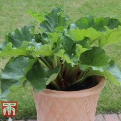 Rhubarb 'Sanvitos&reg; Summer' -EcoFlora Sales Shop RHUBARB 31