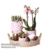 Romantic Pink Phalaenopsis Arrangement -EcoFlora Sales Shop ROMA PINKPHALA S49566