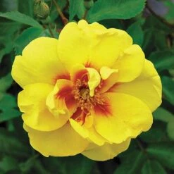 Rose 'Eye Of The Tiger' (Shrub Rose) -EcoFlora Sales Shop ROSE T62663 B h