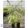Raspberry 'Groovy' (Autumn Fruiting) -EcoFlora Sales Shop RUBU GROOVY S46078