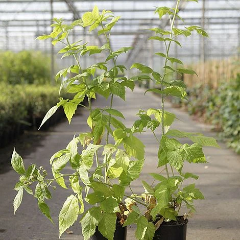 Raspberry 'Groovy' (Autumn Fruiting) 4 Raspberry 'Groovy' (Autumn Fruiting) - Image 2