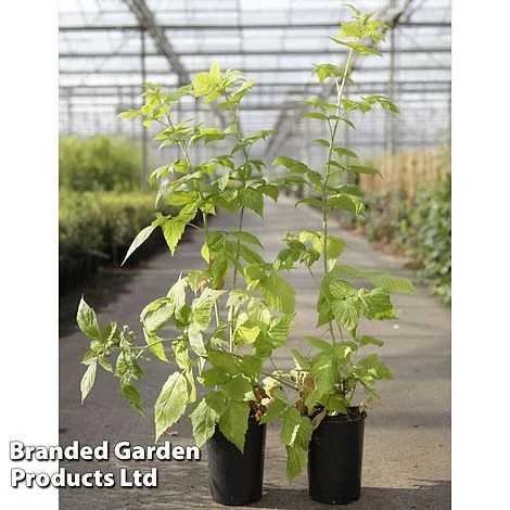 Raspberry 'Groovy' (Autumn Fruiting) 3 Raspberry 'Groovy' (Autumn Fruiting)