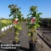 Raspberry 'Zeva Herbsternte' (Autumn Fruiting) -EcoFlora Sales Shop RUBU ZEFAHERBS S46079
