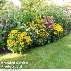 Rudbeckia Summerdaisy Collection -EcoFlora Sales Shop RUDB MIXED T41532