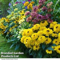 Rudbeckia Summerdaisy Collection -EcoFlora Sales Shop RUDB MIXED T41533